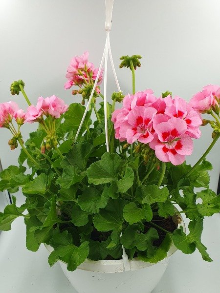 Pelargonia-amppeli